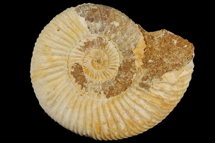 Perisphinctes Ammonite - Jurassic #100224